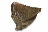 Fossil Woolly Mammoth Lower M Molar - Poland #295864-6